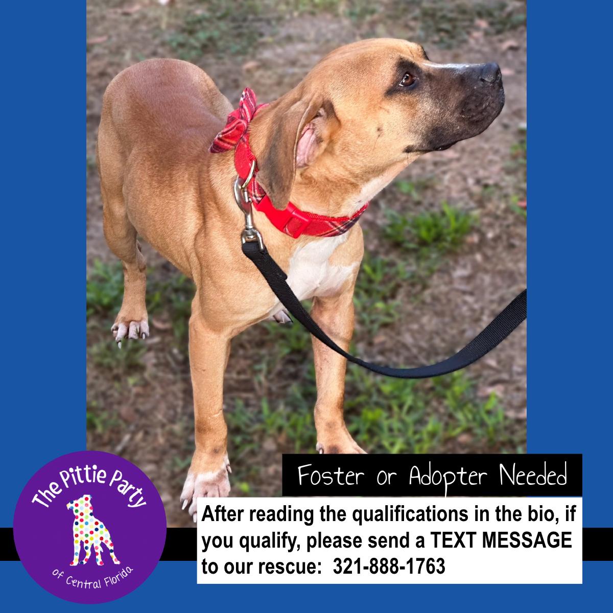 Enlarge Cooper, a ADOPTABLE mixed breed in Kissimmee, FL image 3/4