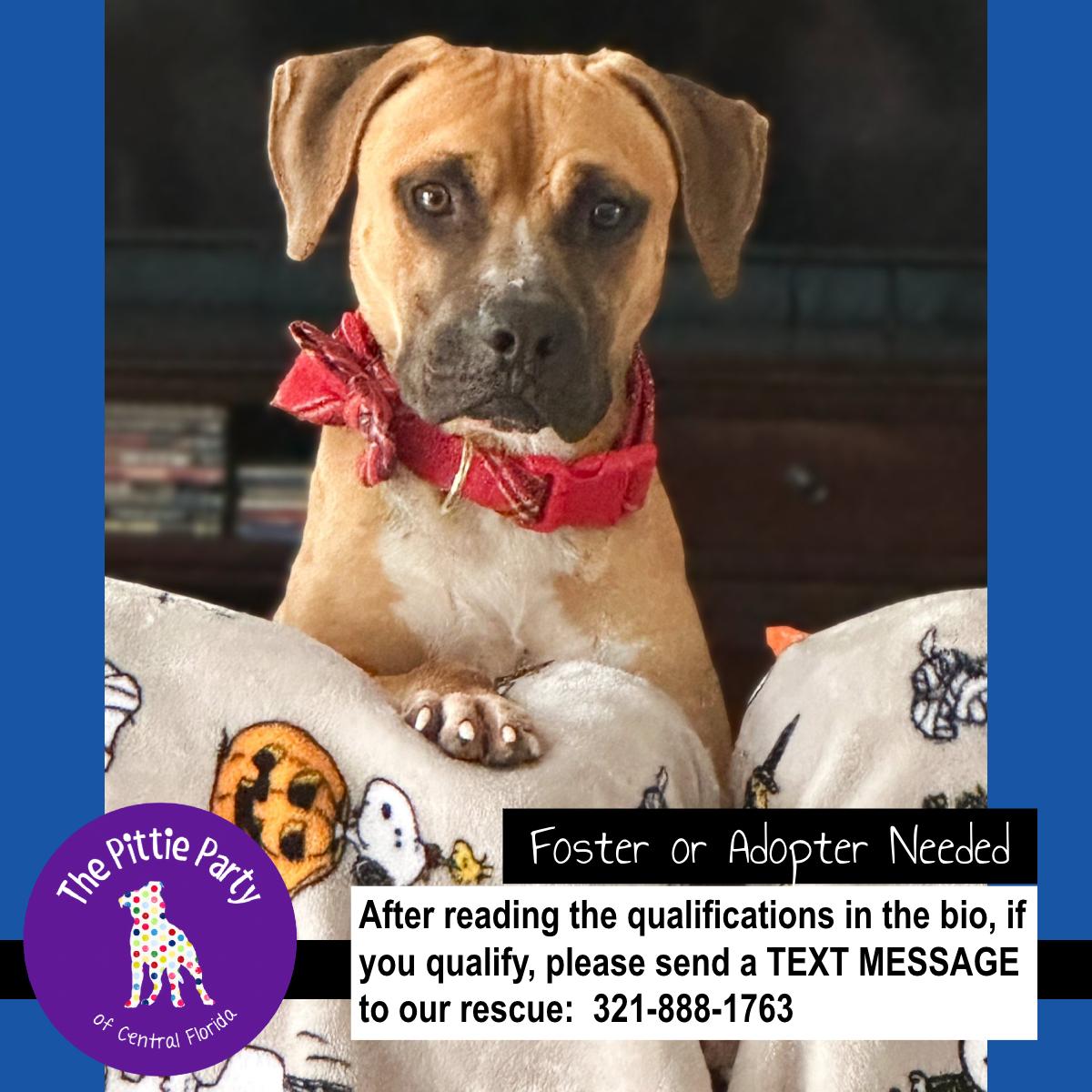 Cooper, ADOPTABLE, Young Male Hound & Pit Bull Terrier.