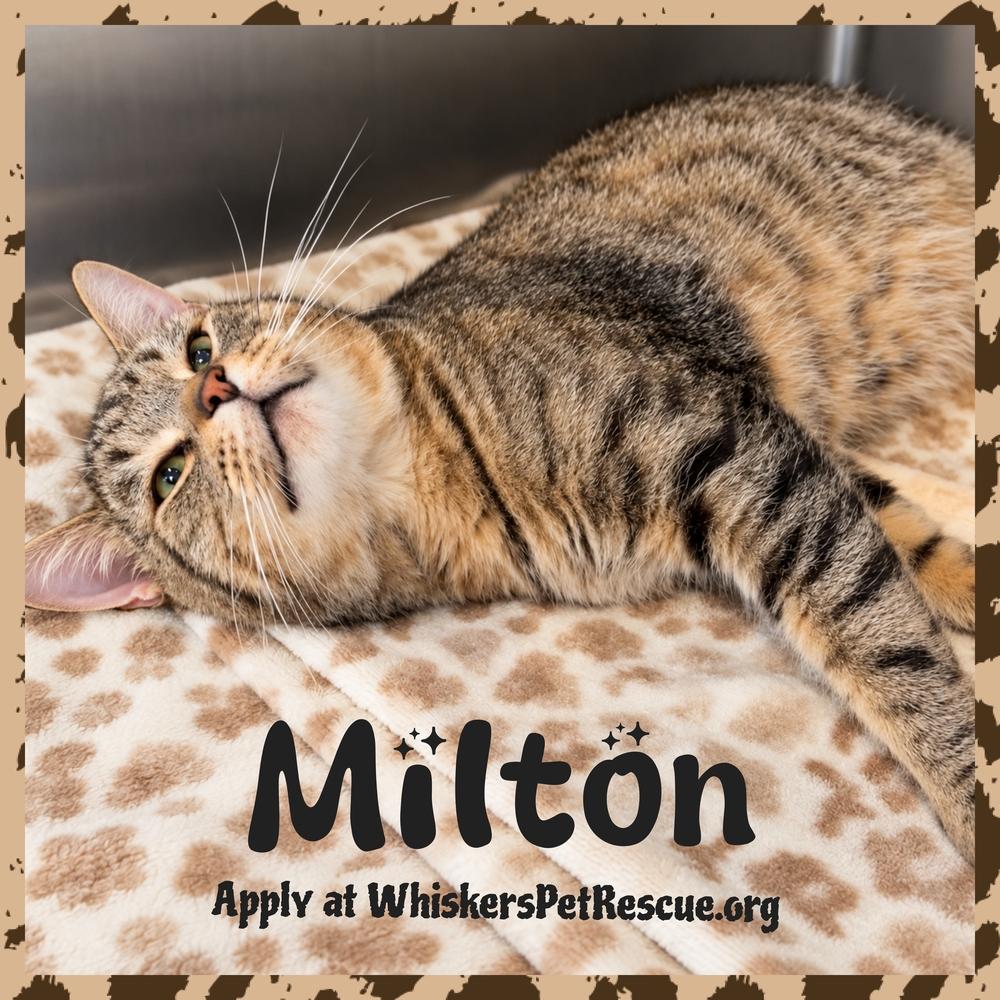 MILTON, Adopted, Adult Male Domestic Short Hair.
