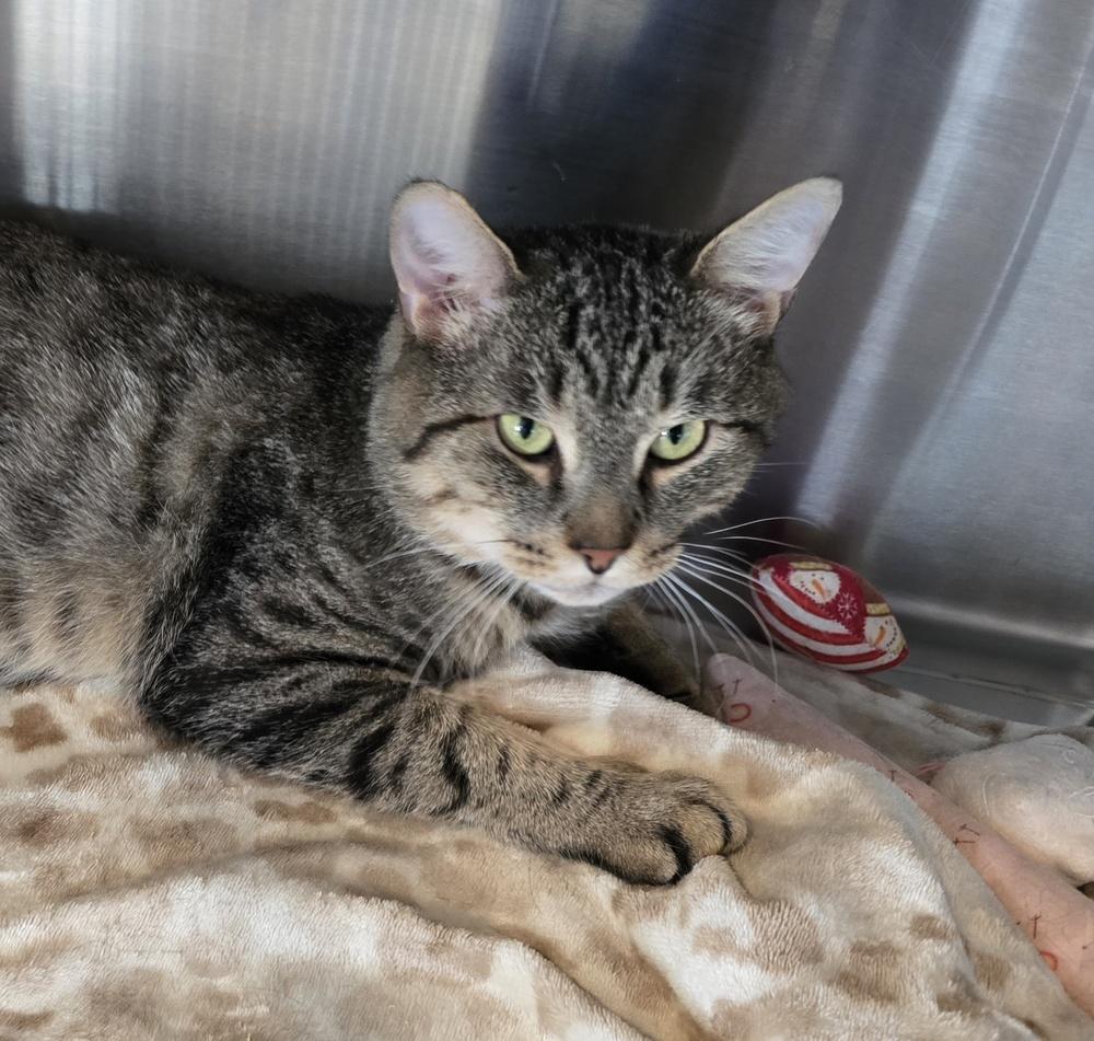Enlarge MILTON, a Adopted mixed breed in Southbury, CT image 2/6