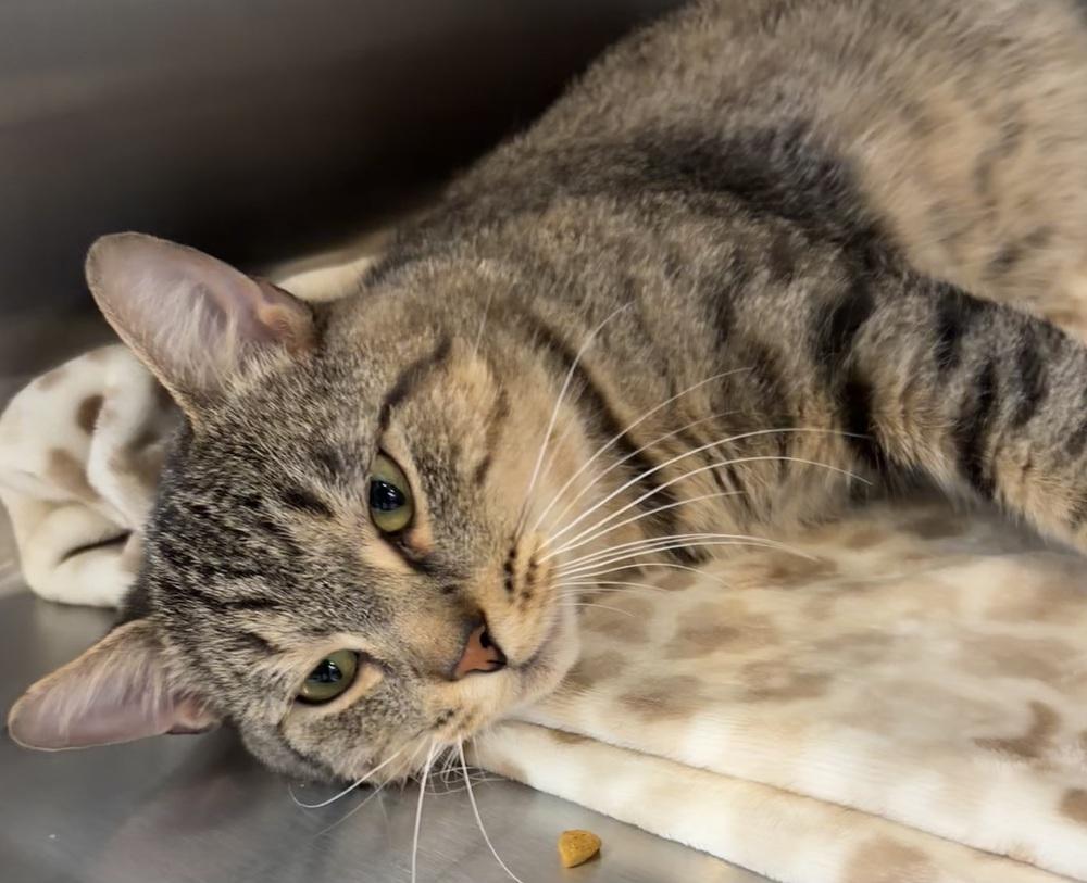 Enlarge MILTON, a Adopted mixed breed in Southbury, CT image 3/6