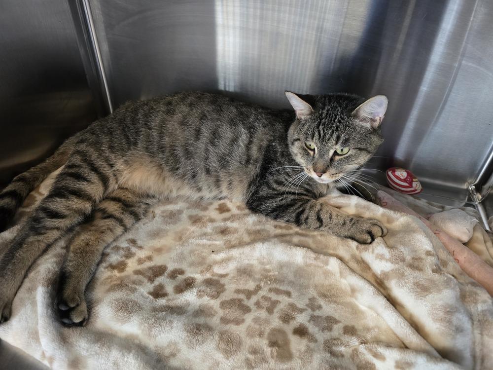 Enlarge MILTON, a Adopted mixed breed in Southbury, CT image 5/6