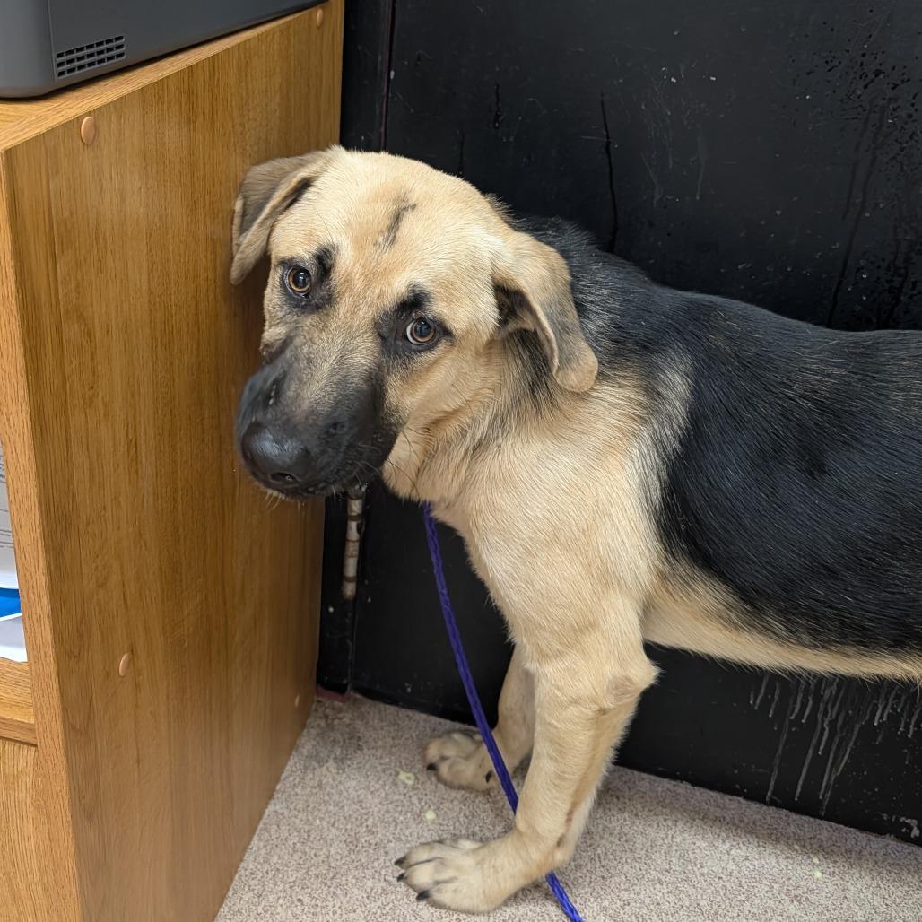 Elwood, Adoptable, Adult Male German Shepherd Dog & Mixed Breed.