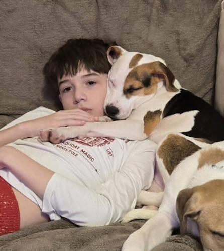 Clover, ADOPTABLE, Puppy Female Beagle & Labrador Retriever.