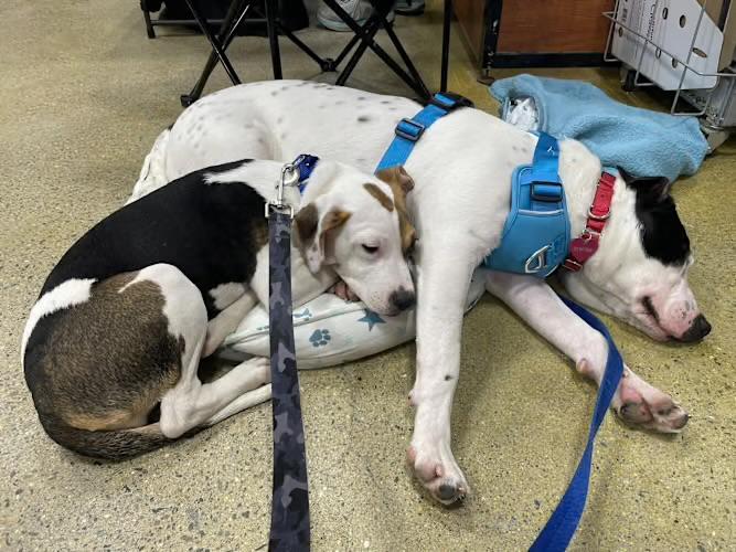 Enlarge Clover, a ADOPTABLE mixed breed in Watertown, CT image 2/5