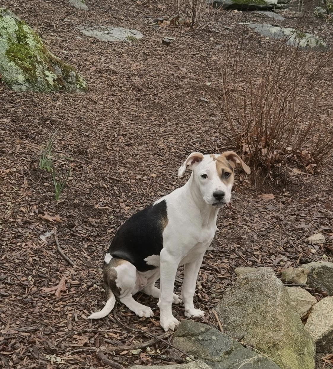 Enlarge Clover, an adopted mixed breed in Watertown, CT image 1/6