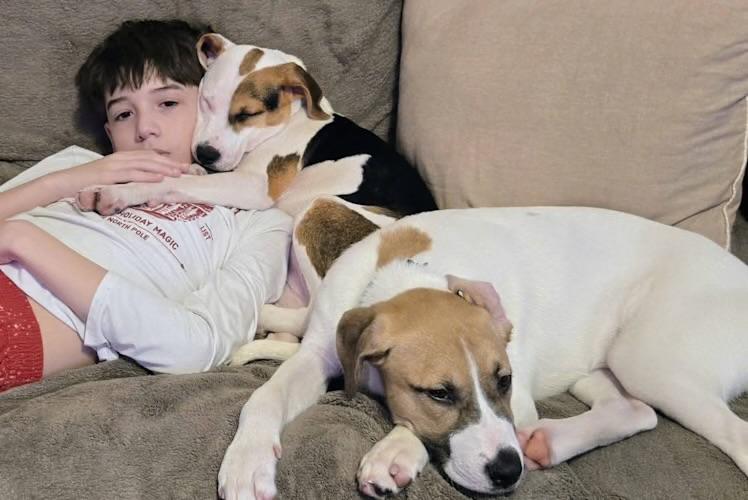 Enlarge Clover, a ADOPTABLE mixed breed in Watertown, CT image 4/5