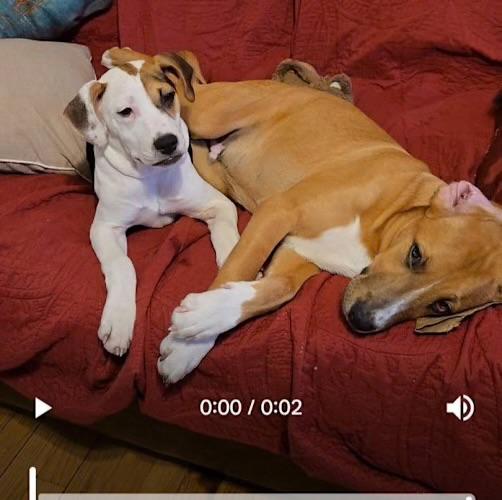 Enlarge Clover, a ADOPTABLE mixed breed in Watertown, CT image 3/5