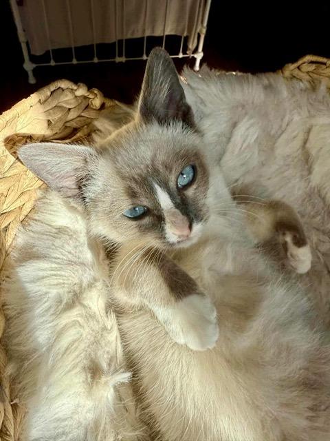 Simon, Adoptable, Kitten Male Domestic Short Hair.