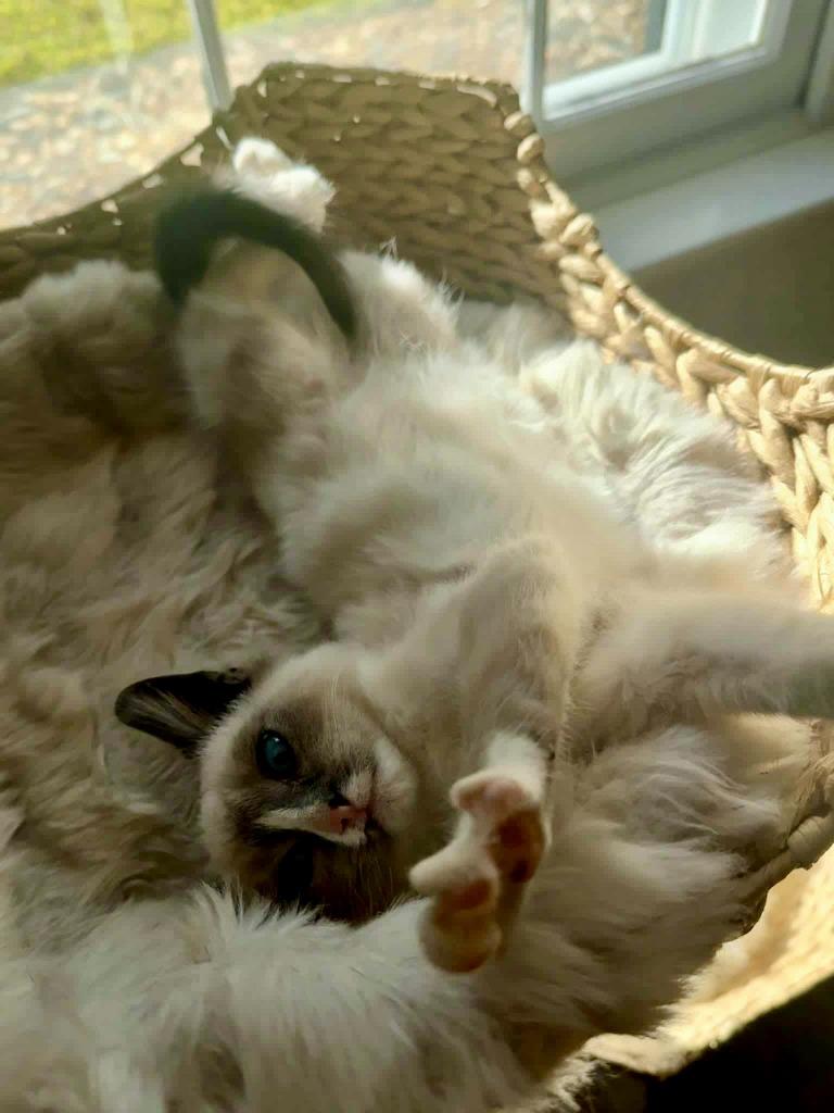 Enlarge Simon, a Adoptable mixed breed in Madison, GA image 2/3