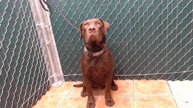 Enlarge PETER, a Adoptable mixed breed in Downey, CA image 1/1