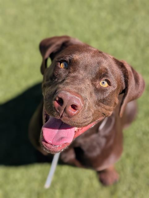 PETER, Adoptable, Young Male Labrador Retriever & Mixed Breed.