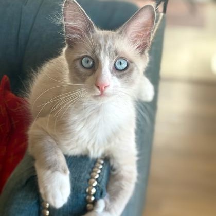 Sam, adopted, Kitten Male Snowshoe.