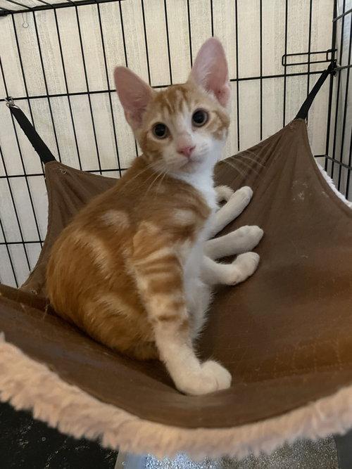 Enlarge Precioso BR14446-T, a Adopted mixed breed in Burlington, WA image 4/4