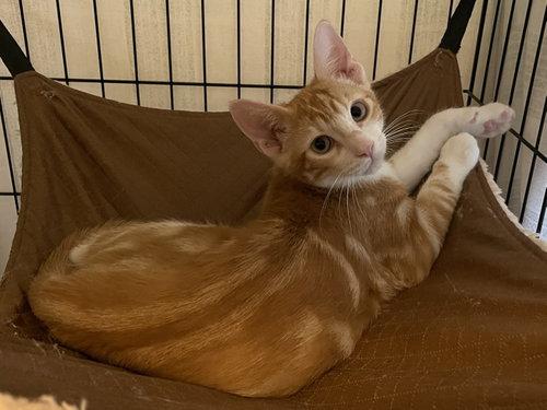 Enlarge Precioso BR14446-T, a Adopted mixed breed in Burlington, WA image 2/4