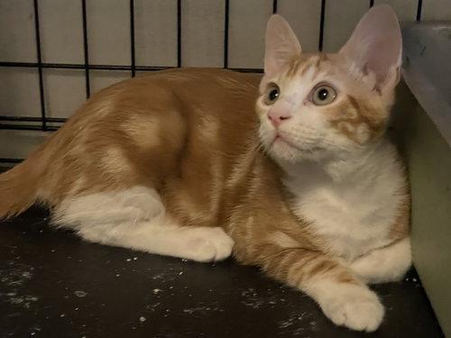Precioso BR14446-T, Adopted, Kitten Male Domestic Short Hair.