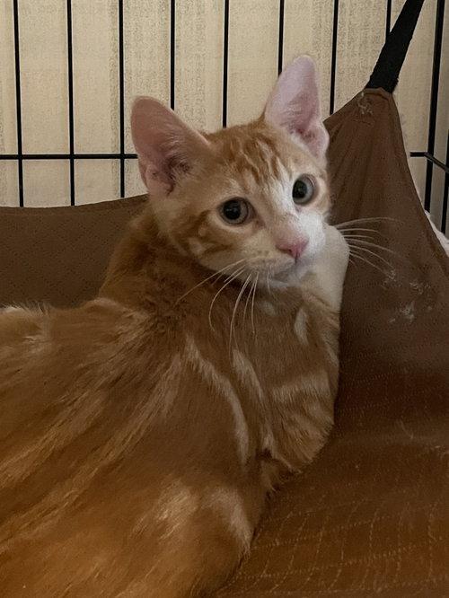 Enlarge Precioso BR14446-T, a Adopted mixed breed in Burlington, WA image 3/4