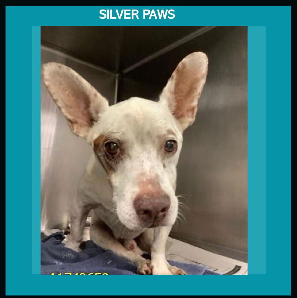 Little Man, a Adoptable mixed breed in Royal Palm Beach, FL image 1/3