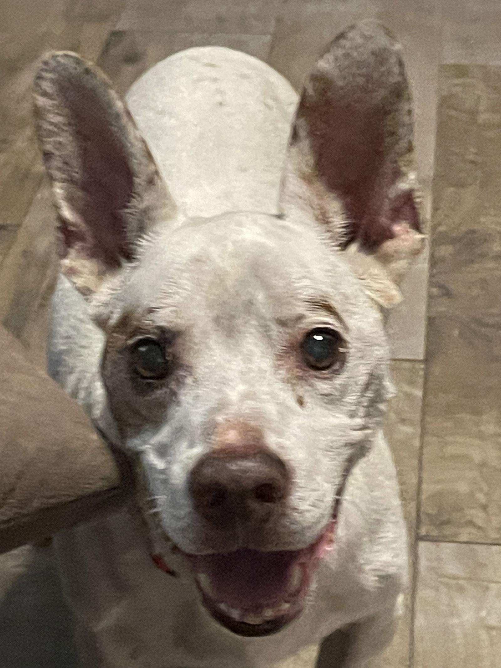 Little Man, a Adoptable mixed breed in Royal Palm Beach, FL image 2/3