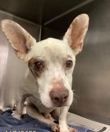 Little Man, a Adoptable mixed breed in Royal Palm Beach, FL image 3/3