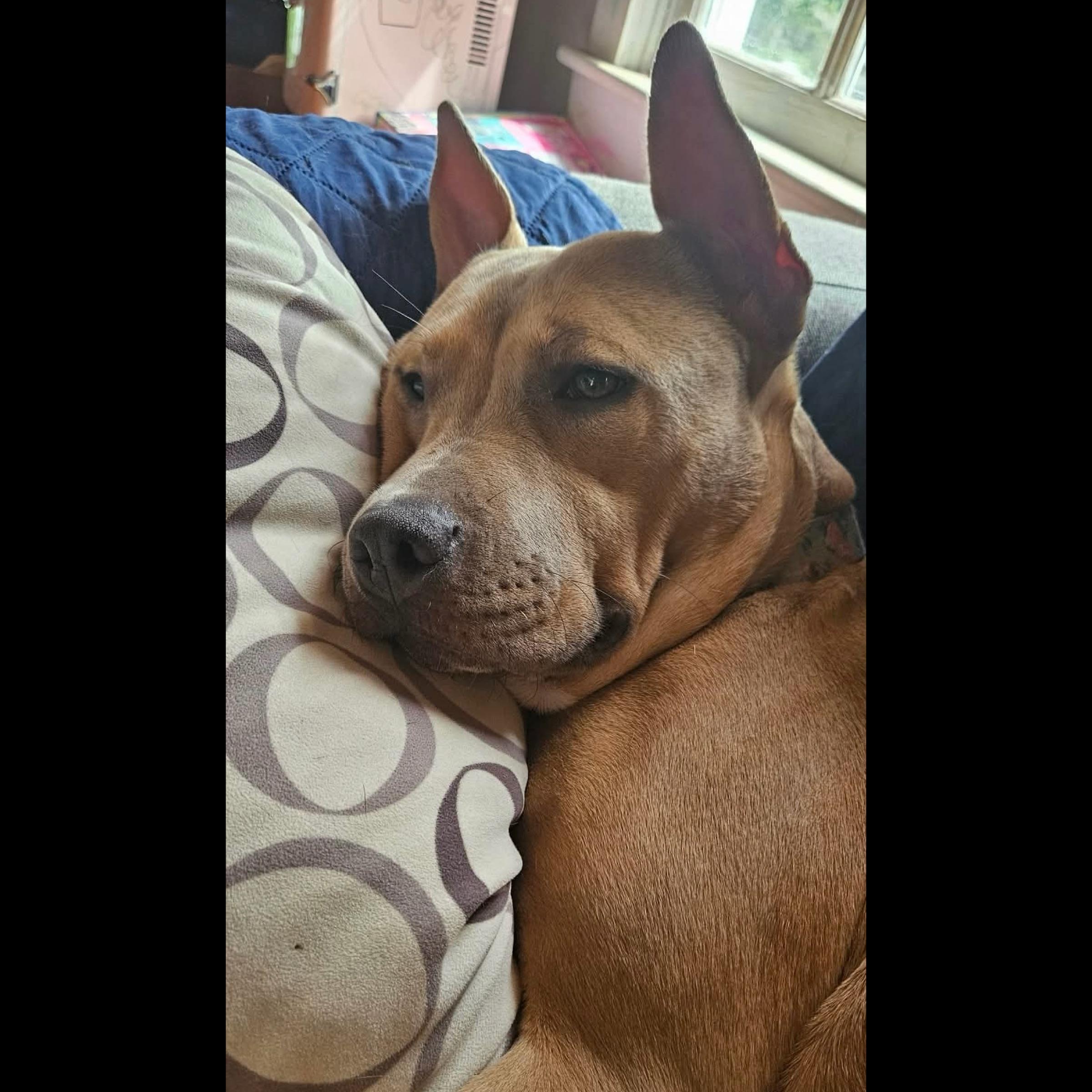 Enlarge Miss Amelia (FEE SPONSORED), an adoptable mixed breed in Kennebunk , ME image 4/6
