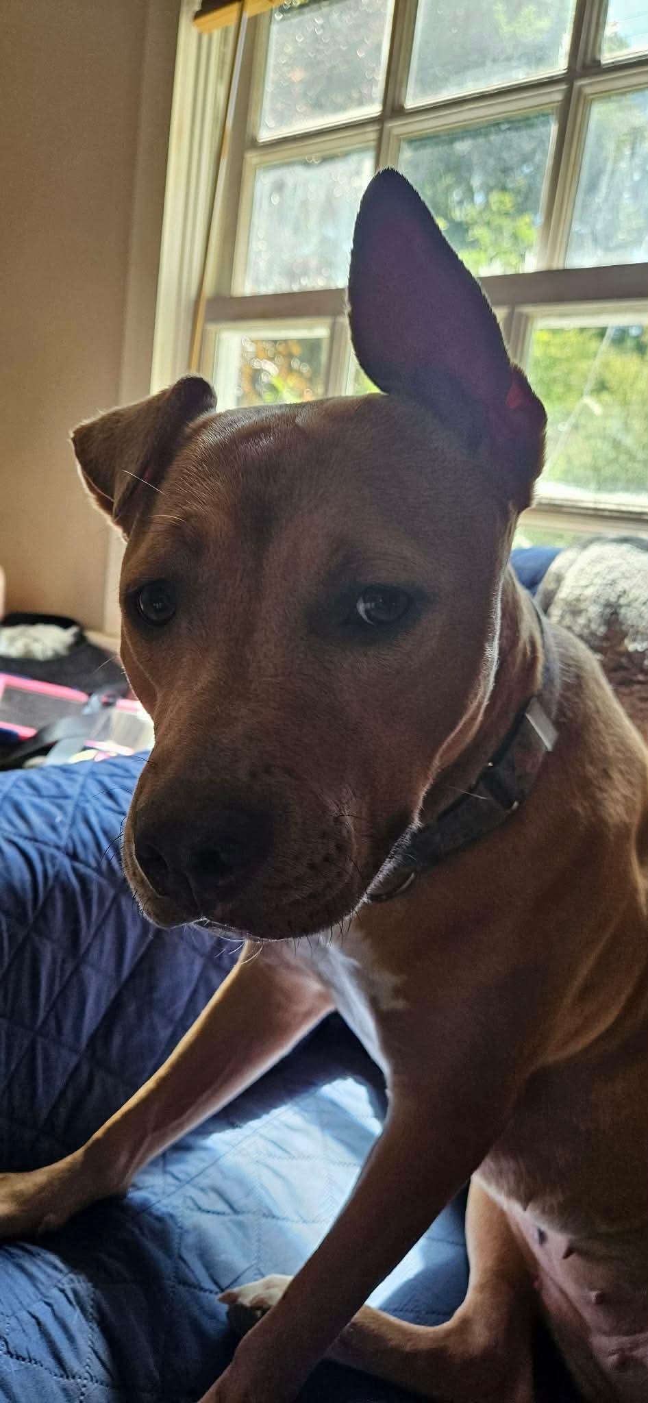 Enlarge Miss Amelia (FEE SPONSORED), an adoptable mixed breed in Kennebunk , ME image 2/5