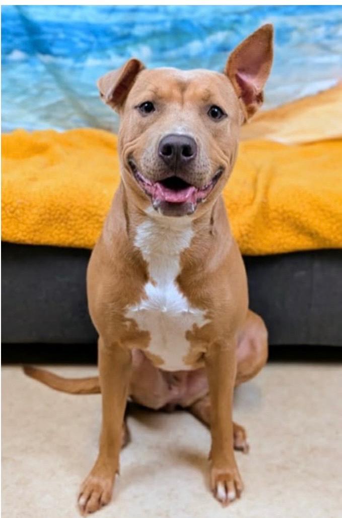 Miss Amelia (FEE SPONSORED), adoptable, Young Female Pit Bull Terrier.
