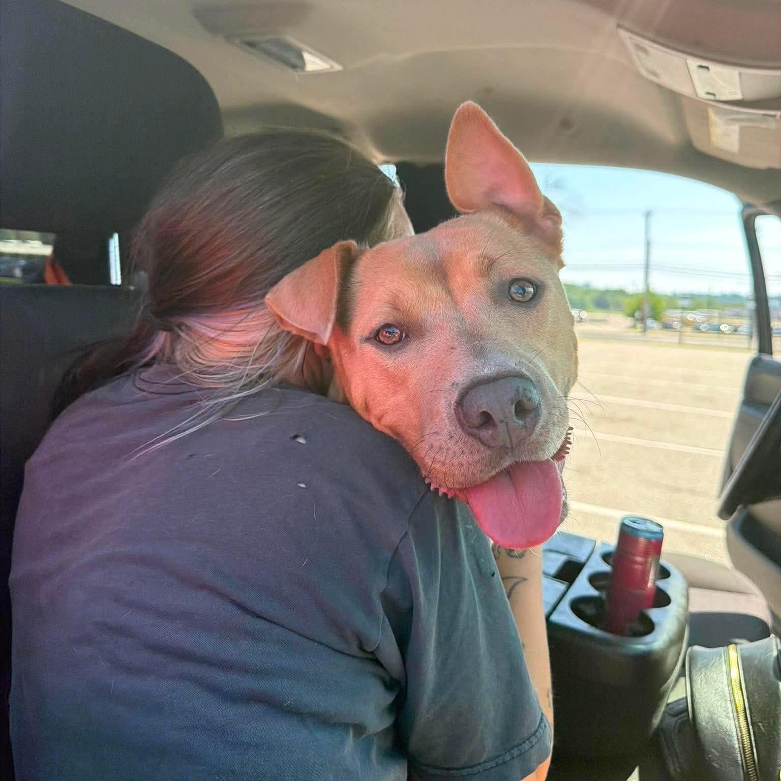 Enlarge Miss Amelia (FEE SPONSORED), an adoptable mixed breed in Kennebunk , ME image 5/6