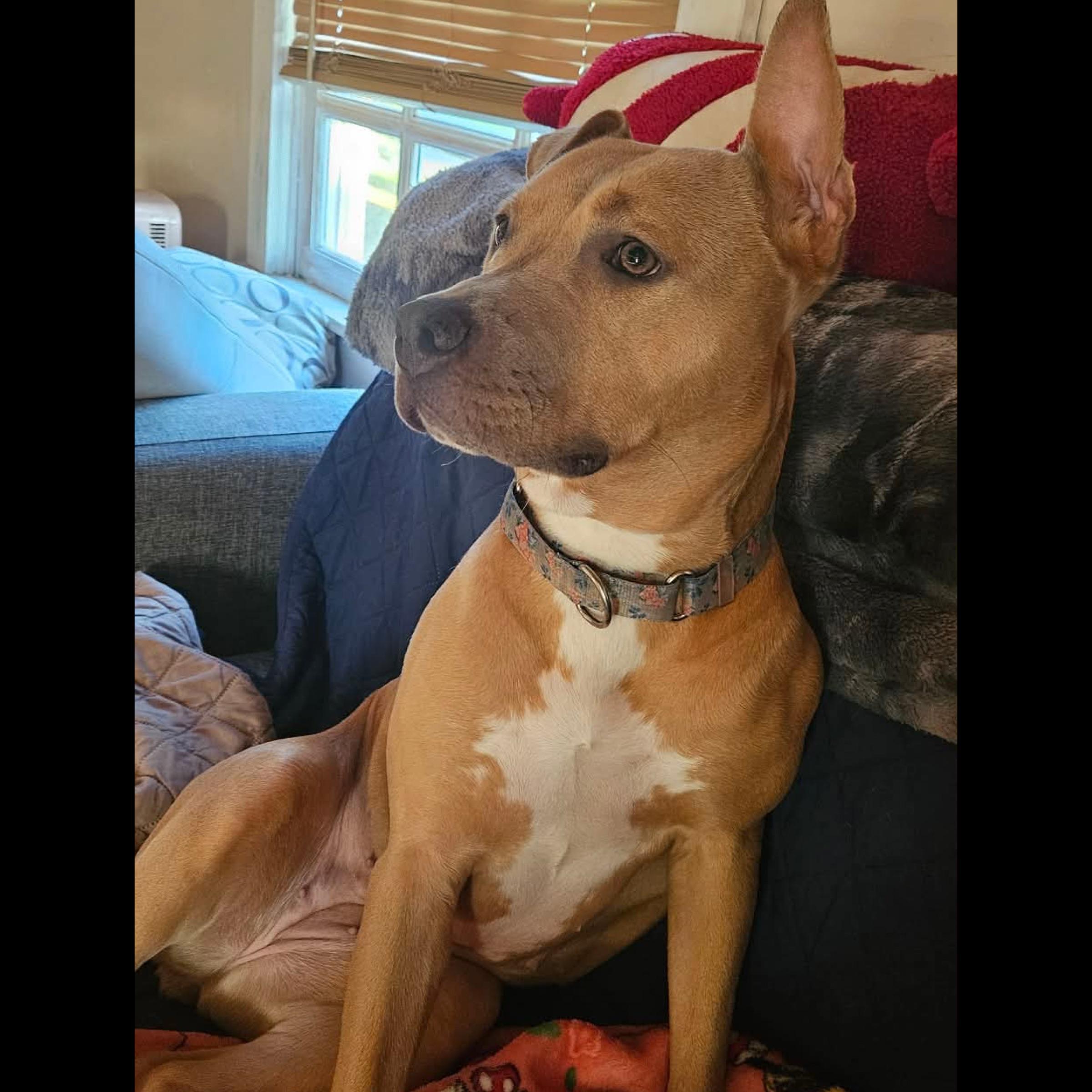 Enlarge Miss Amelia (FEE SPONSORED), an adoptable mixed breed in Kennebunk , ME image 3/6