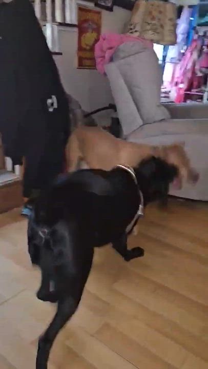 Enlarge Miss Amelia (FEE SPONSORED), an adoptable mixed breed in Kennebunk , ME video 6/6