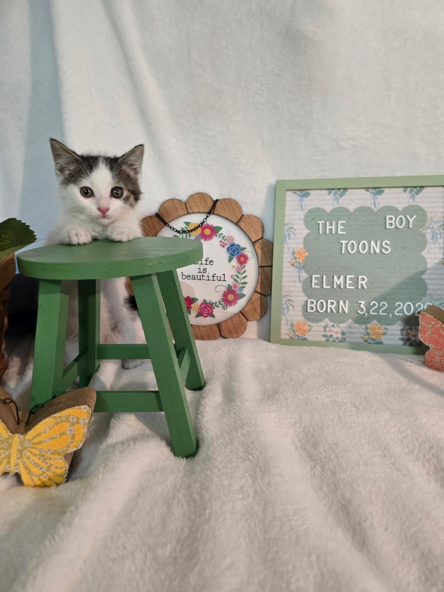 Elmer, ADOPTABLE, Kitten Male Domestic Short Hair.