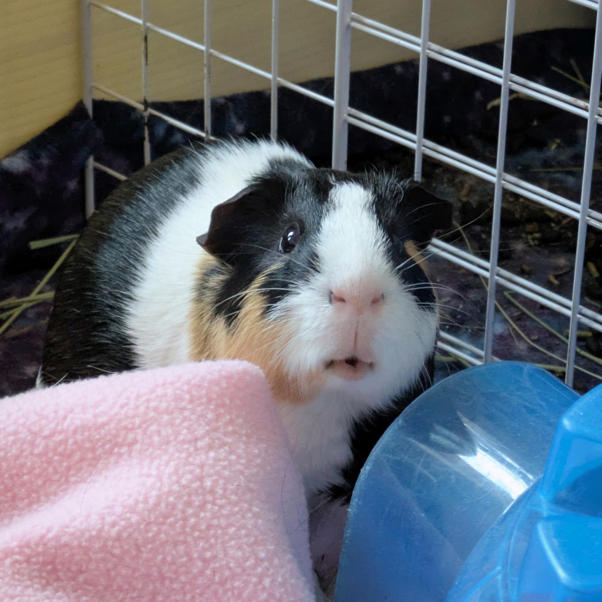 Enlarge Patrick, a ADOPTABLE Short-Haired in Frederick, MD image 1/4