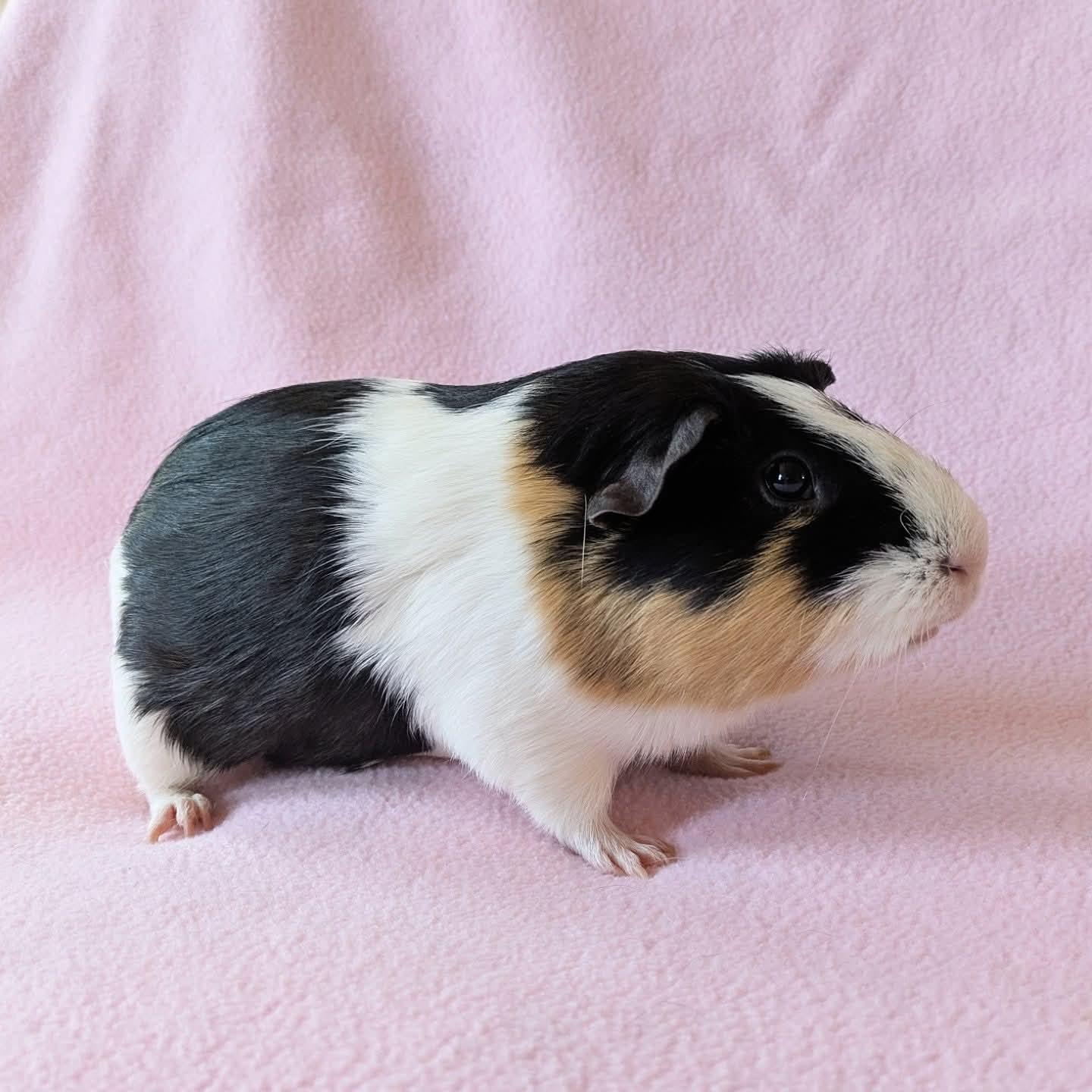 Enlarge Patrick, a ADOPTABLE Short-Haired in Frederick, MD image 2/4