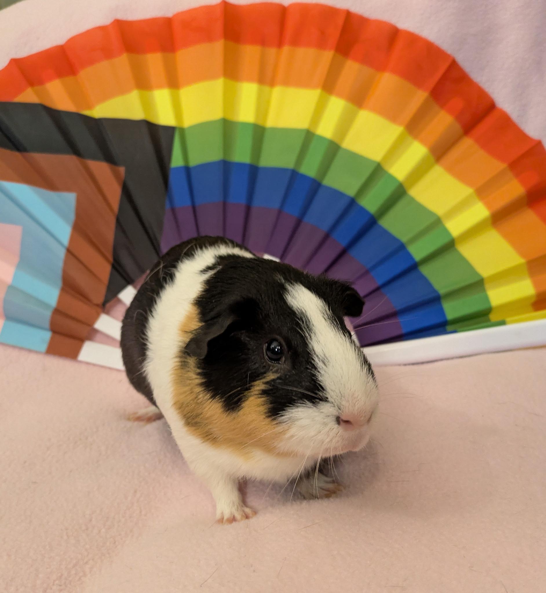 Patrick, ADOPTABLE, Adult Male Short-Haired.