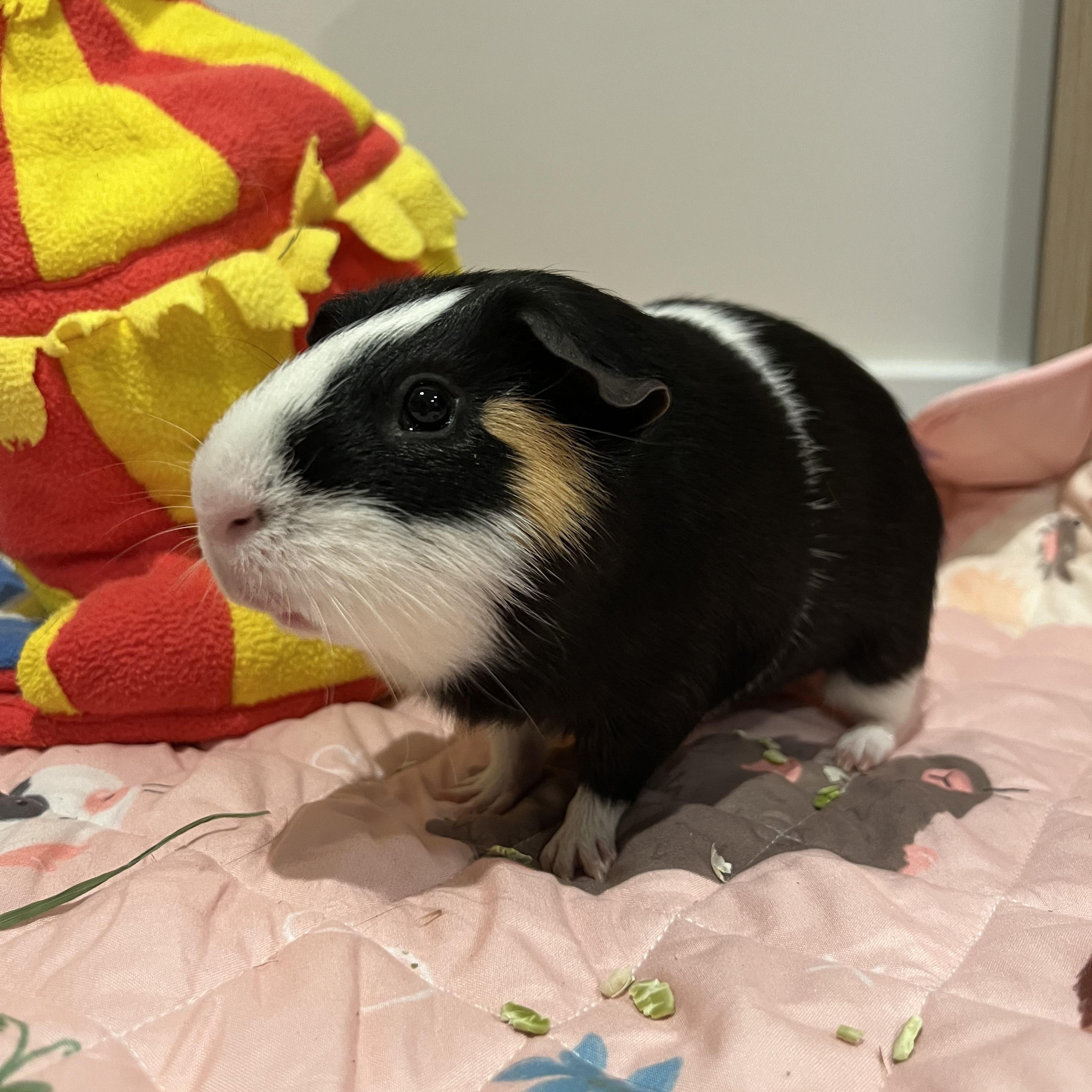 Enlarge Patrick, a ADOPTABLE Short-Haired in Frederick, MD image 3/4