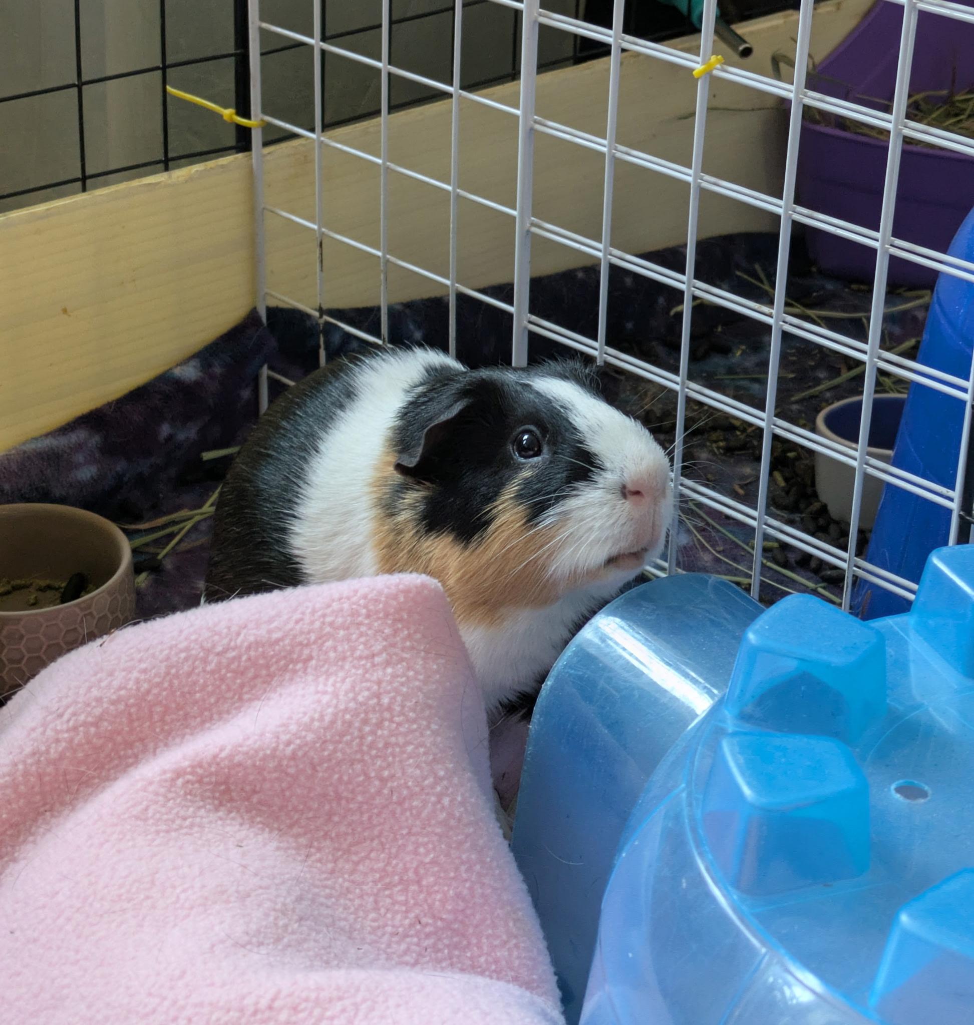 Enlarge Patrick, a ADOPTABLE Short-Haired in Frederick, MD image 4/4