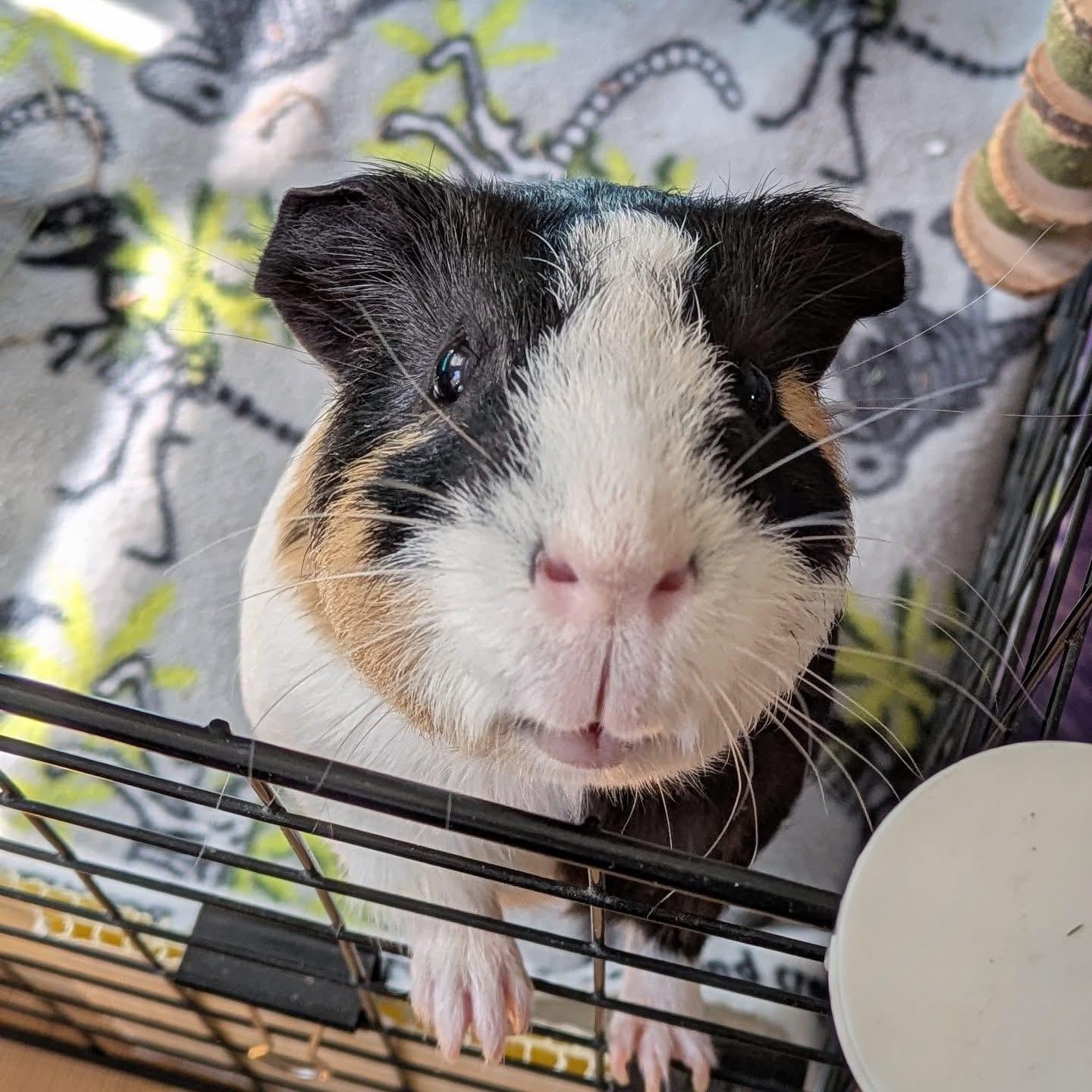 Patrick, a ADOPTABLE Short-Haired in Frederick, MD image 2/5