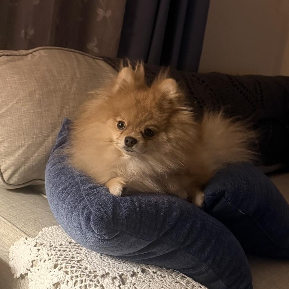Queenie, an adopted Pomeranian in Key Largo, FL image 4/4