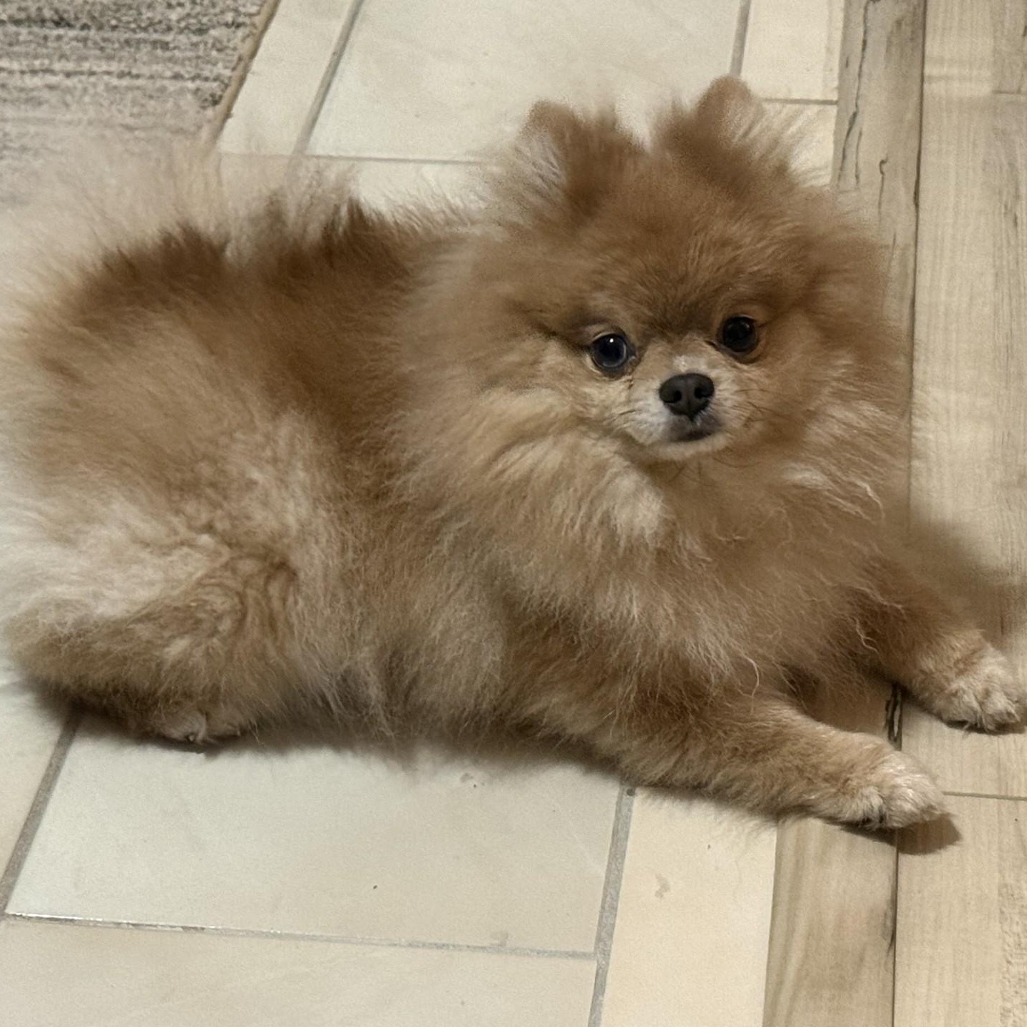 Queenie, an adopted Pomeranian in Key Largo, FL image 1/4