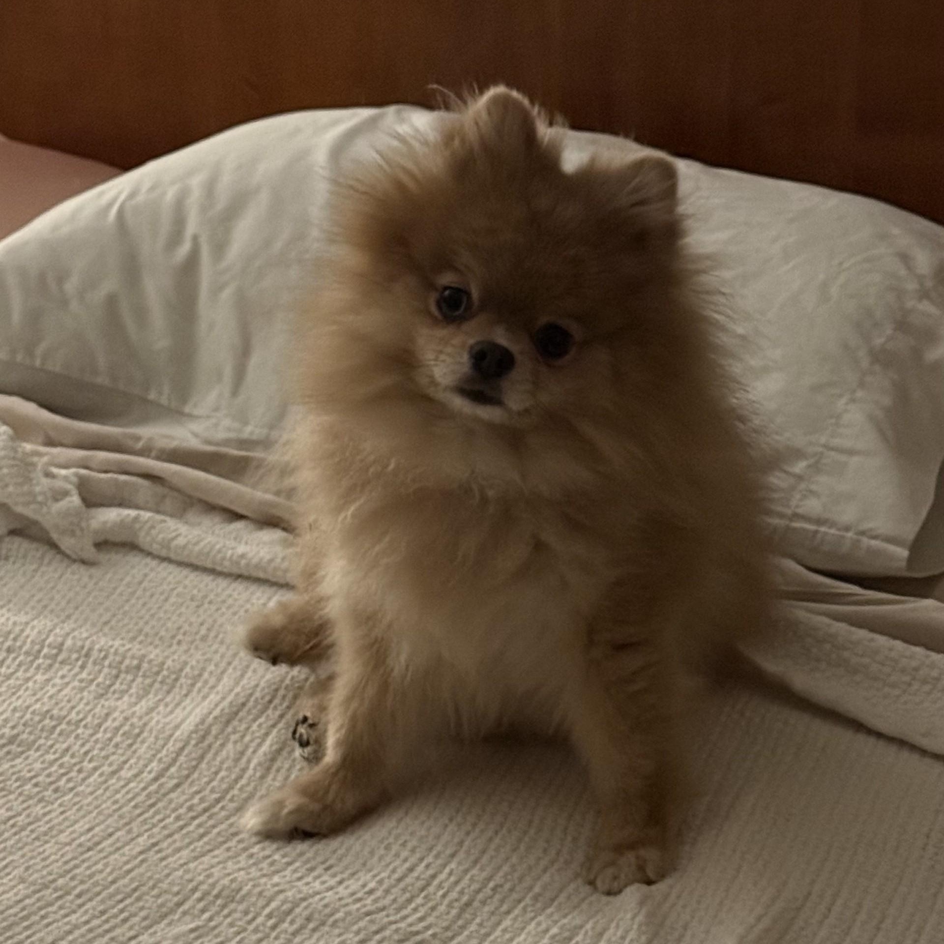 Queenie, an adopted Pomeranian in Key Largo, FL image 2/4