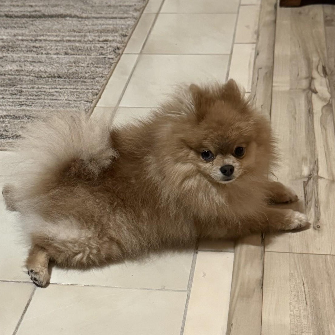 Queenie, an adopted Pomeranian in Key Largo, FL image 3/4