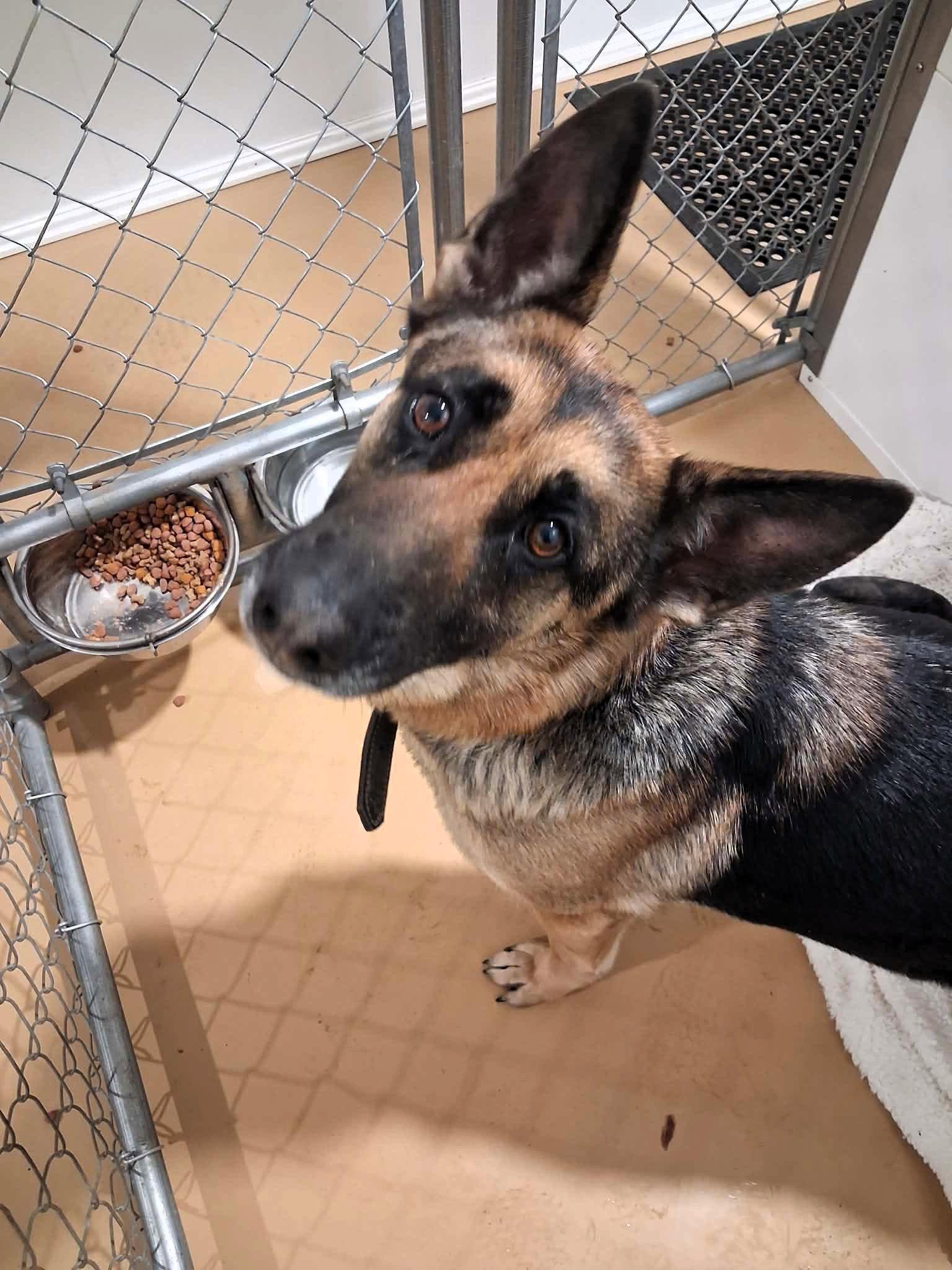 Enlarge Stella (3yo, 45lbs), a Adopted German Shepherd Dog in Hinton, WV image 1/3