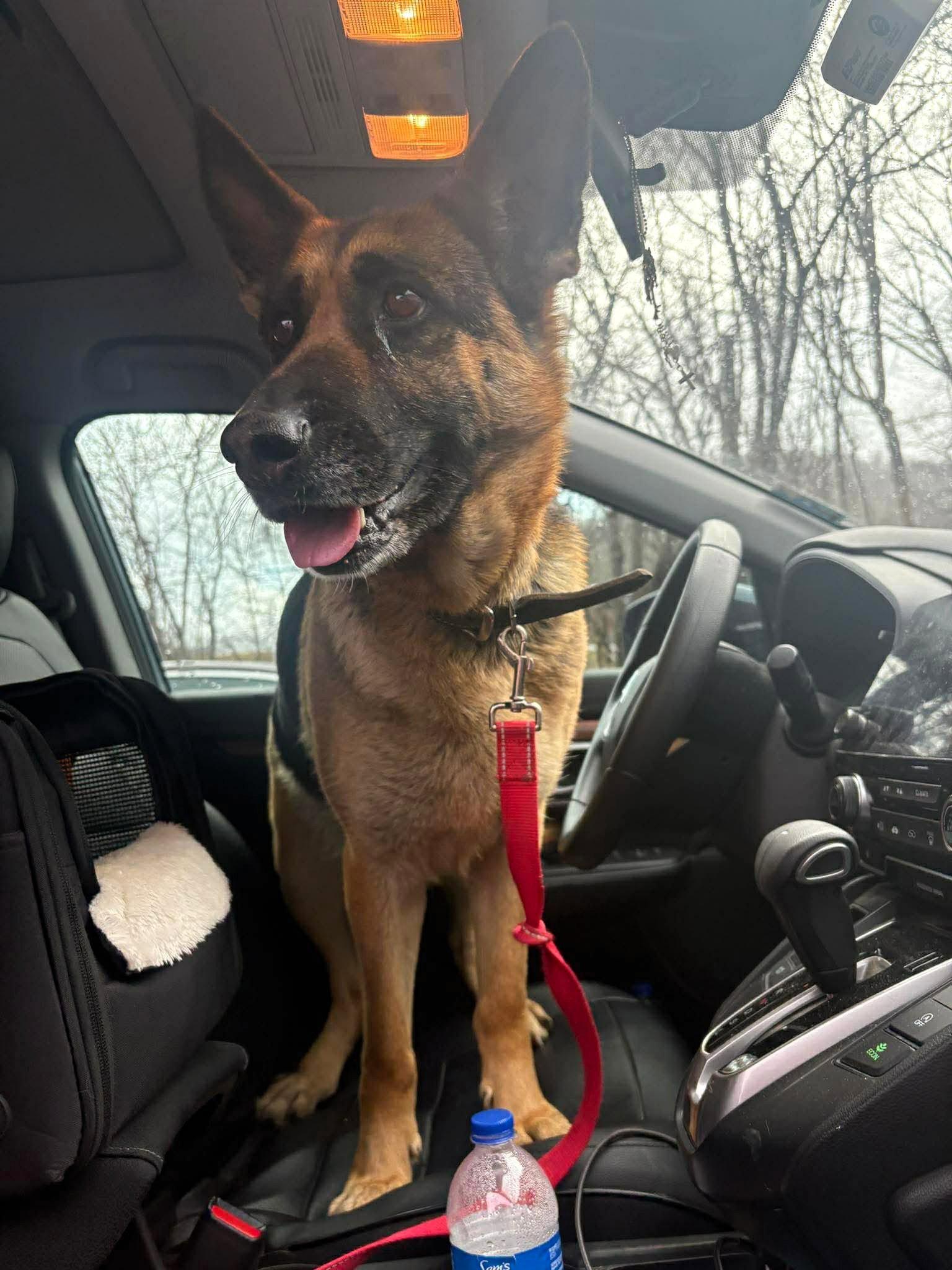 Enlarge Stella (3yo, 45lbs), a Adopted German Shepherd Dog in Hinton, WV image 2/3