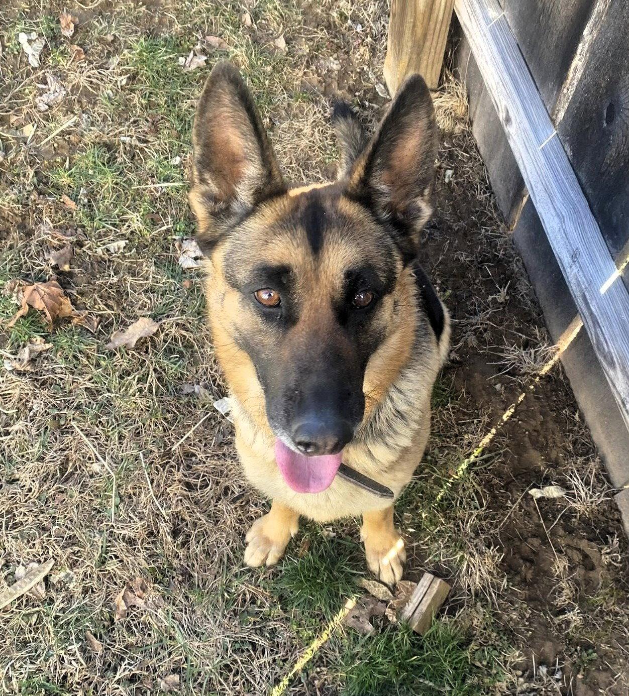 Enlarge Stella (3yo, 45lbs), a Adopted German Shepherd Dog in Hinton, WV image 3/3