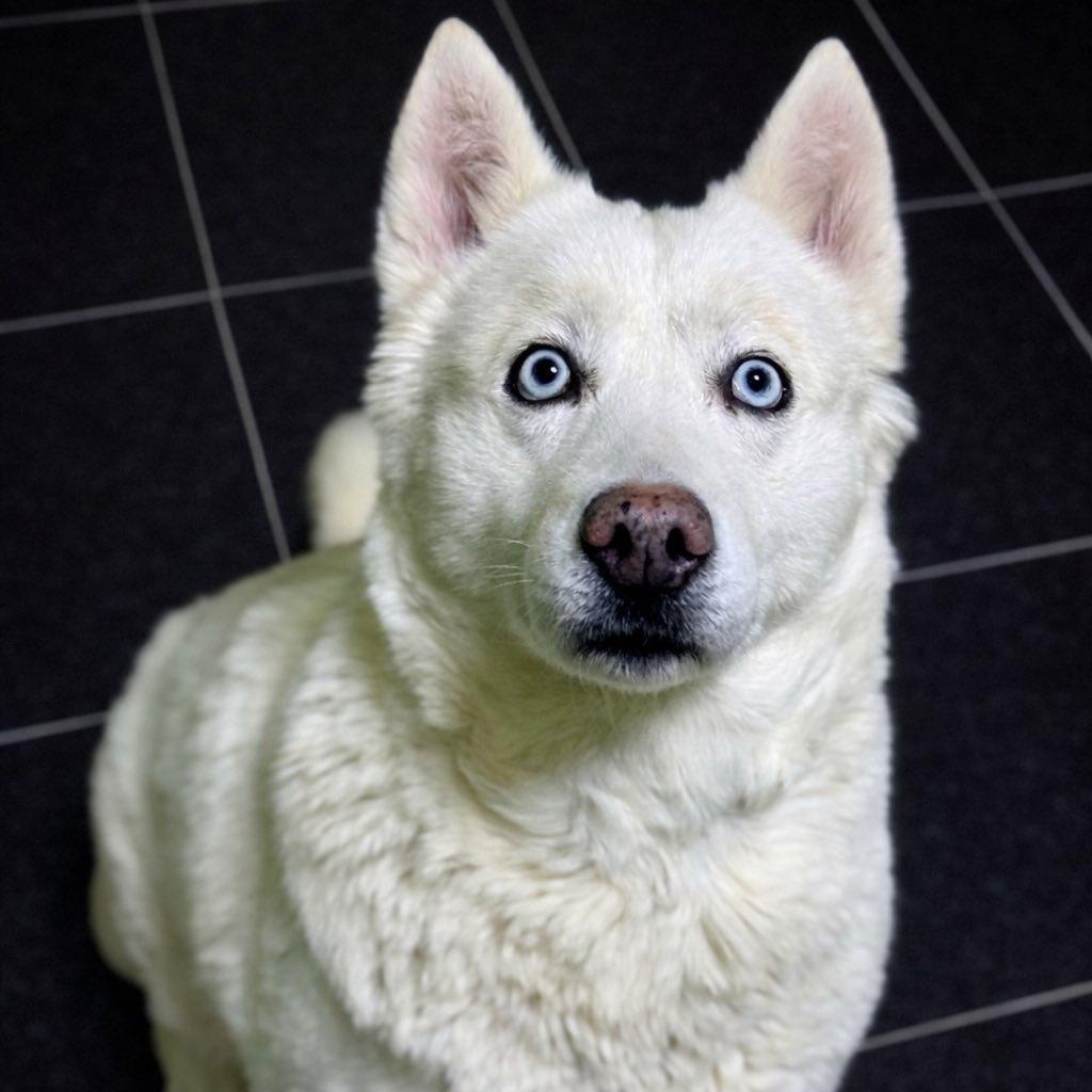 Enlarge Sky, a ADOPTABLE mixed breed in Battle Creek, MI image 1/1