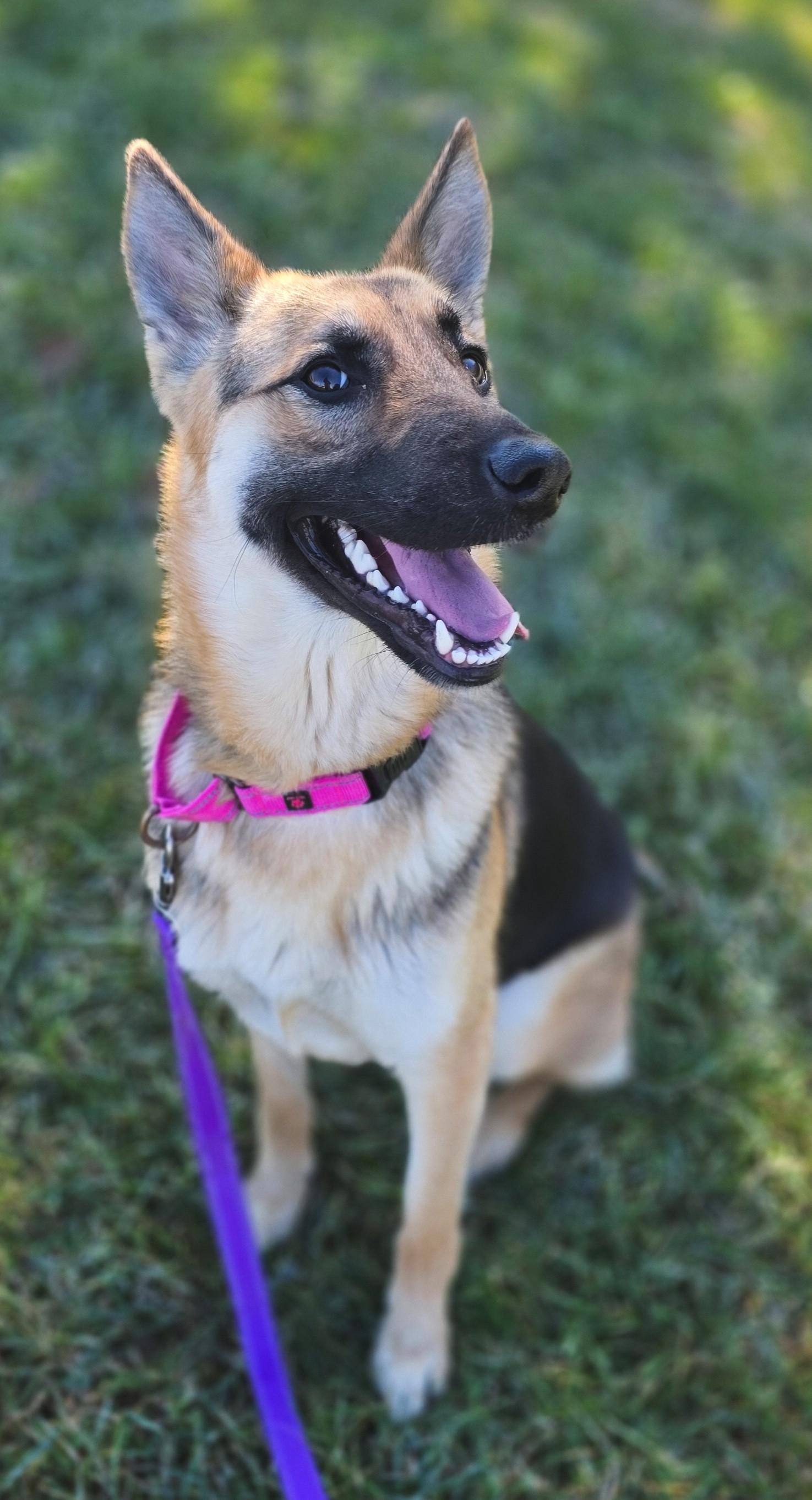 Enlarge Nevaeh, a ADOPTABLE German Shepherd Dog in Shepherdsville, KY image 3/6