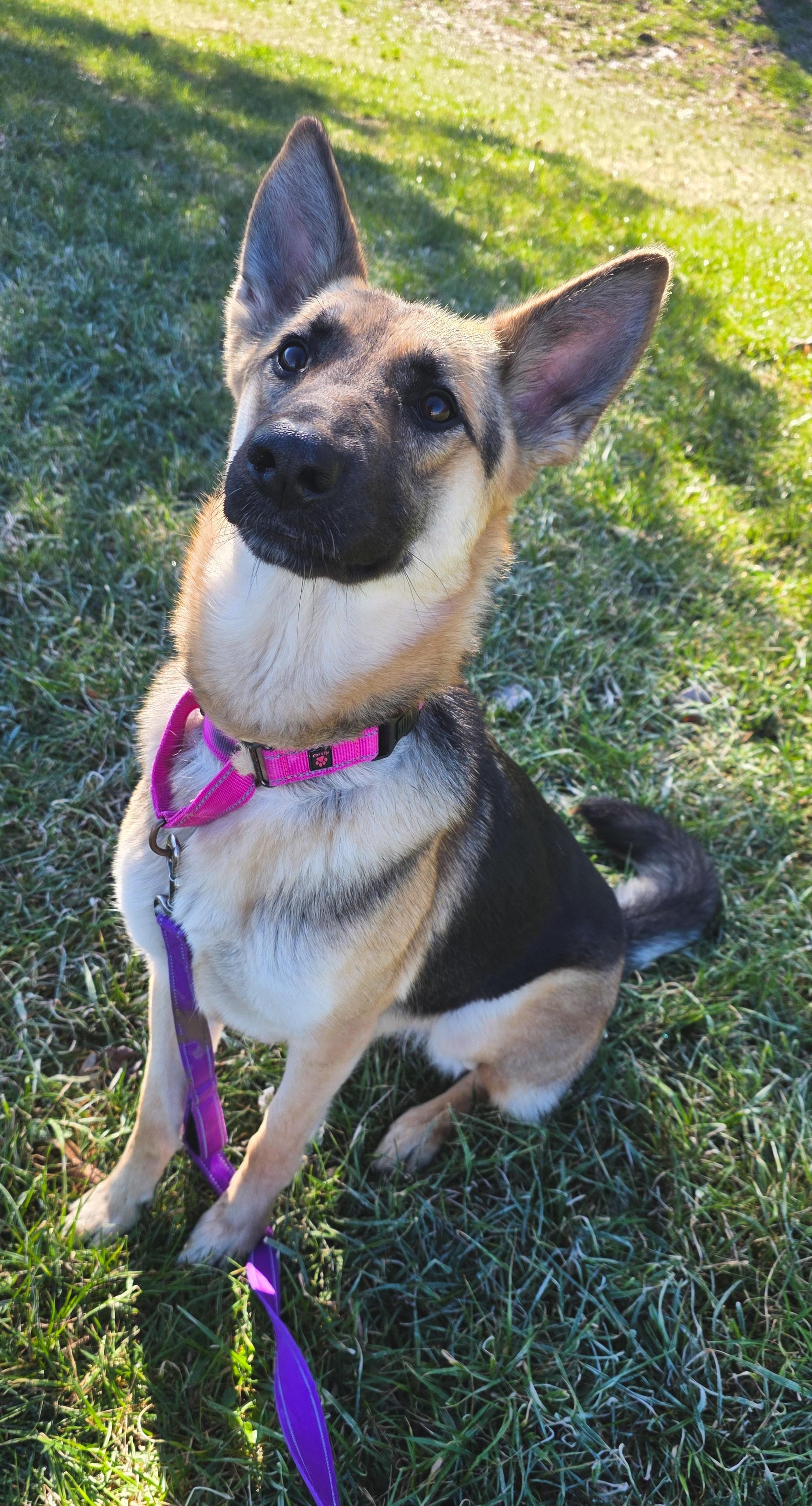 Enlarge Nevaeh, a ADOPTABLE German Shepherd Dog in Shepherdsville, KY image 5/6