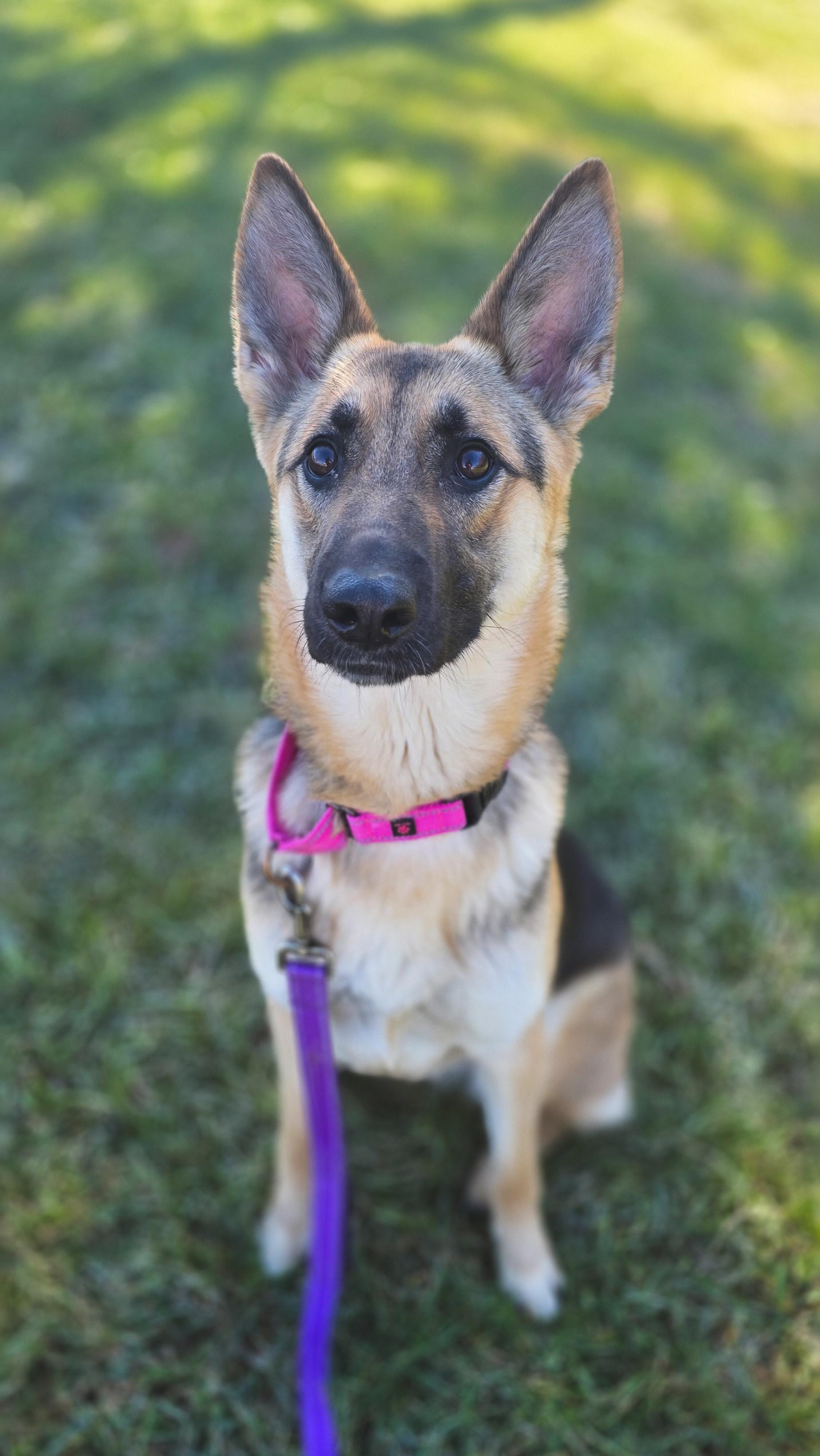 Enlarge Nevaeh, a ADOPTABLE German Shepherd Dog in Shepherdsville, KY image 1/6