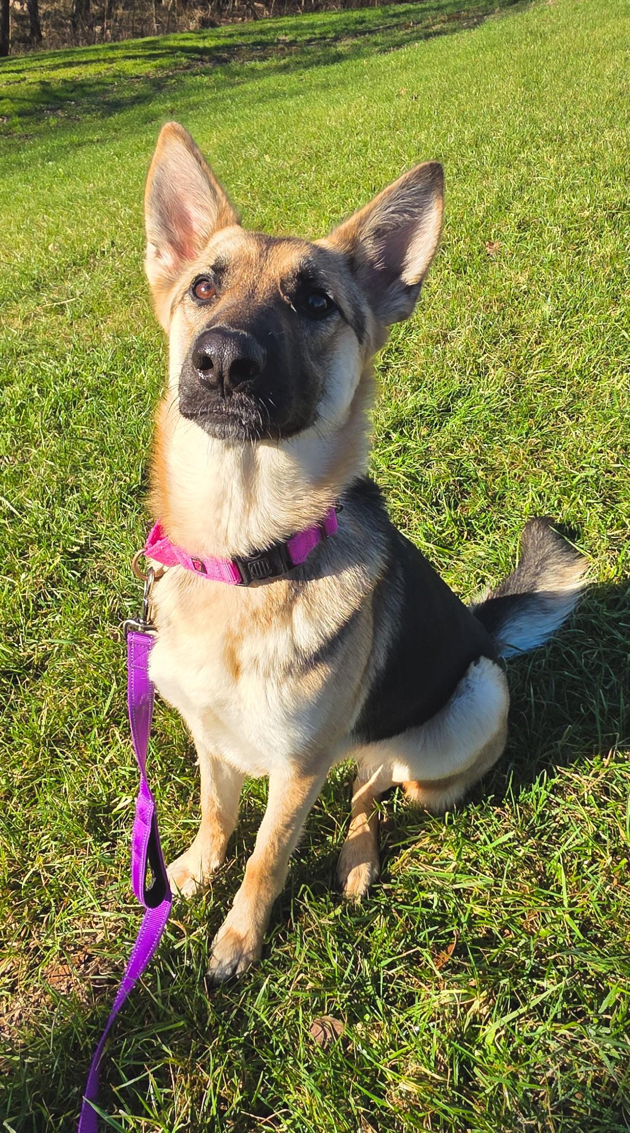 Enlarge Nevaeh, a ADOPTABLE German Shepherd Dog in Shepherdsville, KY image 4/6