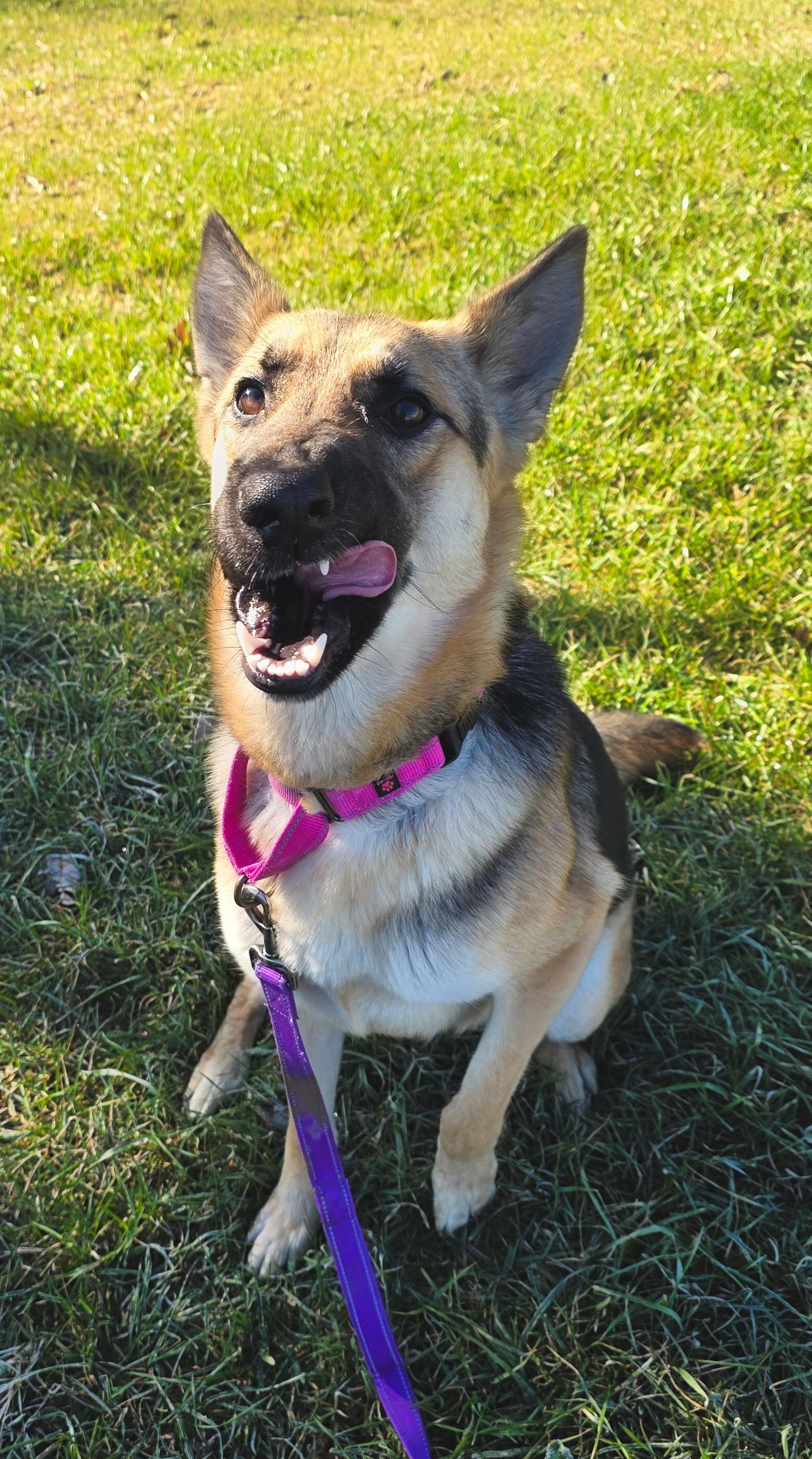 Enlarge Nevaeh, a ADOPTABLE German Shepherd Dog in Shepherdsville, KY image 6/6